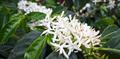 Coffea charrieriana